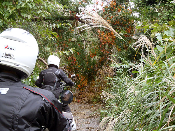 倒木により道が塞がれている